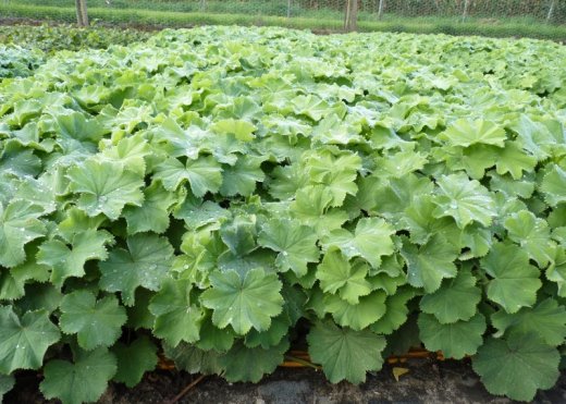 Frauenmantel, Alchemilla mollis im P9 (0,5L) Topf